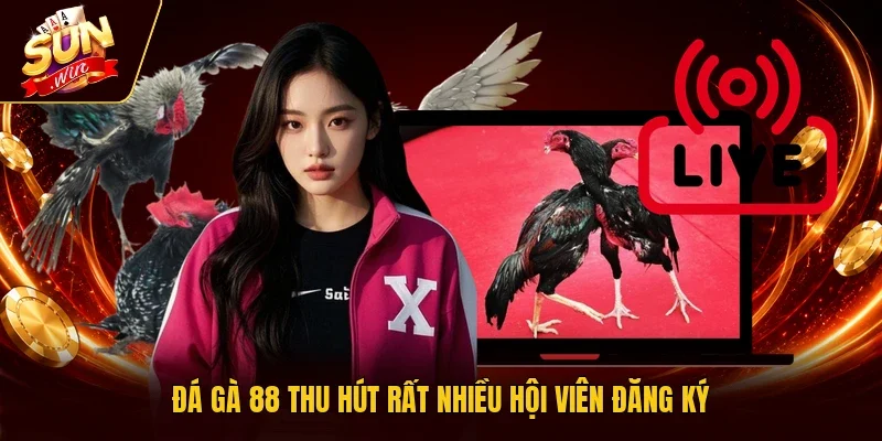 Đá gà 88 thu hút rất nhiều hội viên đăng ký