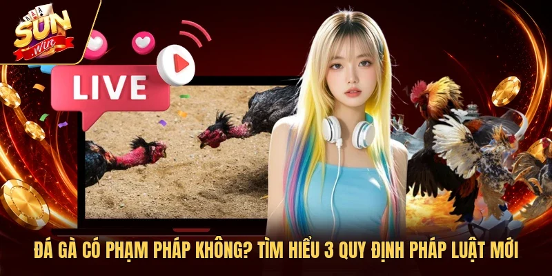 Đá Gà Có Phạm Pháp Không? Tìm Hiểu 3 Quy Định Pháp Luật Mới