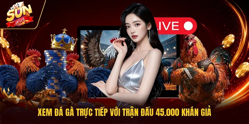 Xem đá gà trực tiếp với trận đấu 45.000 khán giả